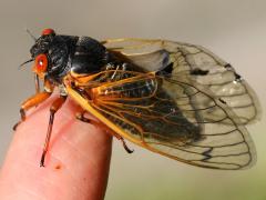 (Dwarf Periodical Cicada) female profile (Dwarf Periodical Cicada) female profile
