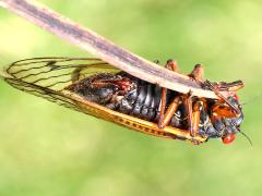 (Dwarf Periodical Cicada) female post coupling (Dwarf Periodical Cicada) female post coupling