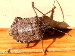(Brown Marmorated Stink Bug) dorsal (Brown Marmorated Stink Bug) dorsal