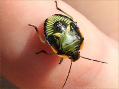 (Green Stink Bug) nymph (Green Stink Bug) nymph