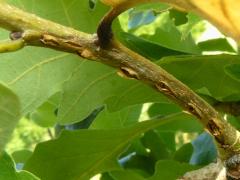 (Dwarf Periodical Cicada) egg slits on Bur Oak (Dwarf Periodical Cicada) egg slits on Bur Oak