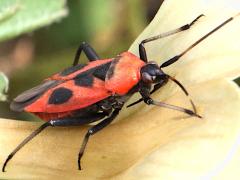 (Nemoralis Plant Bug) lateral (Nemoralis Plant Bug) lateral