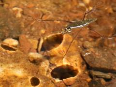 (Common Water Strider) shadow (Common Water Strider) shadow