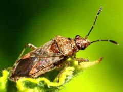 (Neortholomus Seed Bug) dorsal (Neortholomus Seed Bug) dorsal