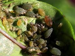 (Aphidinae Aphid) colony (Aphidinae Aphid) colony