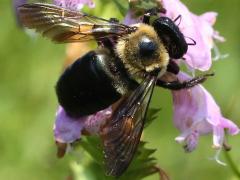 (False Dragonhead) (Eastern Carpenter Bee) on False Dragonhead