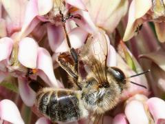 (Common Milkweed) (European Honey Bee) dead on Common Milkweed