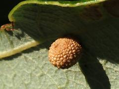 (Bur Oak) (Jewel Oak Gall Wasp) underside gall on Bur Oak