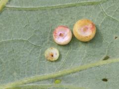 (Bur Oak) (Conical Oak Gall Wasp) underside galls on Bur Oak