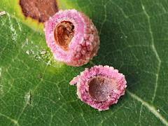 (Bur Oak) (Jewel Oak Gall Wasp) open gall on Bur Oak