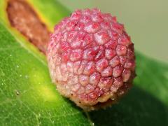 (Bur Oak) (Jewel Oak Gall Wasp) upperside gall on Bur Oak