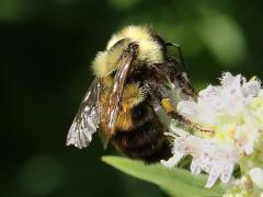 (Common Mountain Mint) (Two-spotted Bumble Bee) on Common Mountain Mint