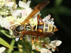(Common Mountain Mint) (Dark Paper Wasp) on Common Mountain Mint