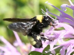 (Wild Bergamot) (Black-and-gold Bumble Bee) on Wild Bergamot