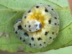 (Gray Dogwood) (Sawfly) larva on Gray Dogwood