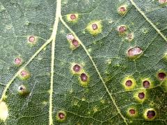 (Swamp White Oak) (Oak Button Gall Wasp) upperside galls on Swamp White Oak