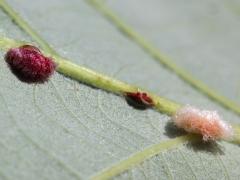 (Bur Oak) (Druon ignotum Oak Gall Wasp) underside galls on Bur Oak