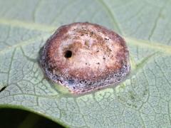 (White Oak) (Oak Wart Gall Wasp) underside gall on White Oak