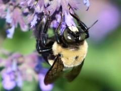 (Sage) (Eastern Carpenter Bee) male on Sage
