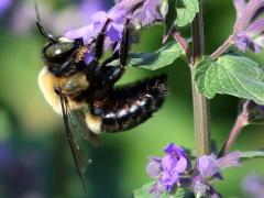 (Sage) (Eastern Carpenter Bee) male profile on Sage