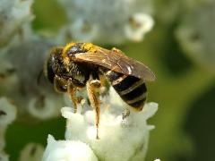 (Wild Quinine) (Ligated Furrow Bee) on Wild Quinine