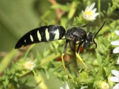 (Heath Aster) (Four-banded Stink Bug Hunter) on Heath Aster