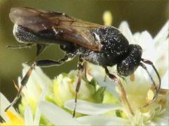 (Heath Aster) (Braconid Wasp) female on Heath Aster