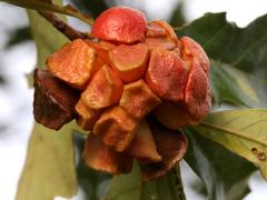 (Swamp White Oak) (Lobed Oak Gall Wasp) galls on Swamp White Oak