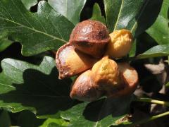 (Swamp White Oak) (Lobed Oak Gall Wasp) galls on Swamp White Oak
