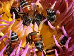 (Sacred Lotus) (Red Dwarf Honey Bee) pollinating on Sacred Lotus