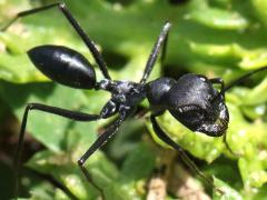 (Black Desert Ant) two dorsal