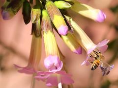 (Qantu) (European Honey Bee) on Qantu
