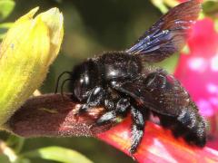 (Qantu) (Xylocopa Carpenter Bee) sipping nectar on Qantu