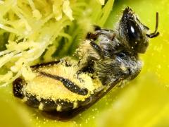 (Santa Rita Pricklypear) (Orange-tipped Woodborer) ventral on Santa Rita Pricklypear