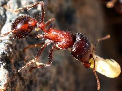 (Rough Harvester Ant) foraging