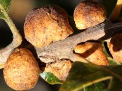(Gambel Oak) (Lacuna Oak Gall Wasp) galls on Gambel Oak