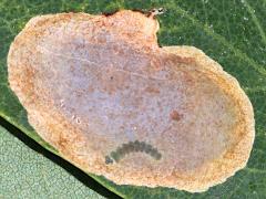 (Black Locust) (Ostensackenella Leafminer Moth) caterpillar mine on Black Locust