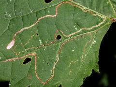 (Riverbank Grape) (Grape Leafminer Moth) upperside mine on Riverbank Grape