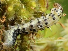 (Queen Anne's Lace) (Carrot Seed Moth) on Queen Anne's Lace