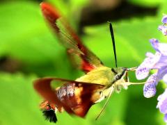 (Hummingbird Clearwing) hovering (Hummingbird Clearwing) hovering