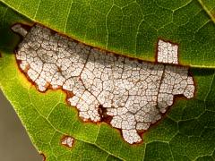 (Maple Leafcutter Moth) backlit mine on Sugar Maple (Maple Leafcutter Moth) backlit mine on Sugar Maple