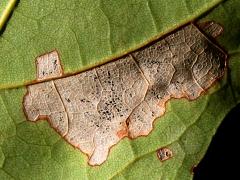 (Maple Leafcutter Moth) underside mine on Sugar Maple (Maple Leafcutter Moth) underside mine on Sugar Maple