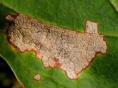(Maple Leafcutter Moth) upperside mine on Sugar Maple (Maple Leafcutter Moth) upperside mine on Sugar Maple