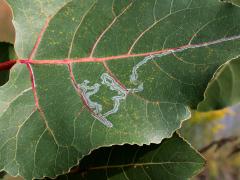 (Cottonwood) (Aspen Serpentine Leafminer Moth) serpentine mine on Cottonwood