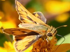 (Butter Daisy) (Fiery Skipper) male upperside on Butter Daisy