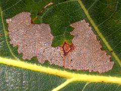 (White Oak) (Parornix Leafminer Moth) upperside mine on White Oak