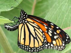 (Common Milkweed) (Monarch) female ovipositing on Common Milkweed