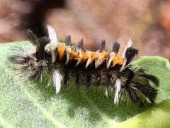 (Common Milkweed) (Milkweed Tussock Moth) on Common Milkweed