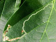 (Poisonous Sea Bean) (Phyllocnistis Leafminer Moth) upperside mine on Poisonous Sea Bean