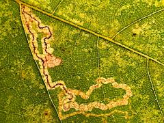 (Oriental Plane) (Platani Leafminer Moth) upperside mine on Oriental Plane